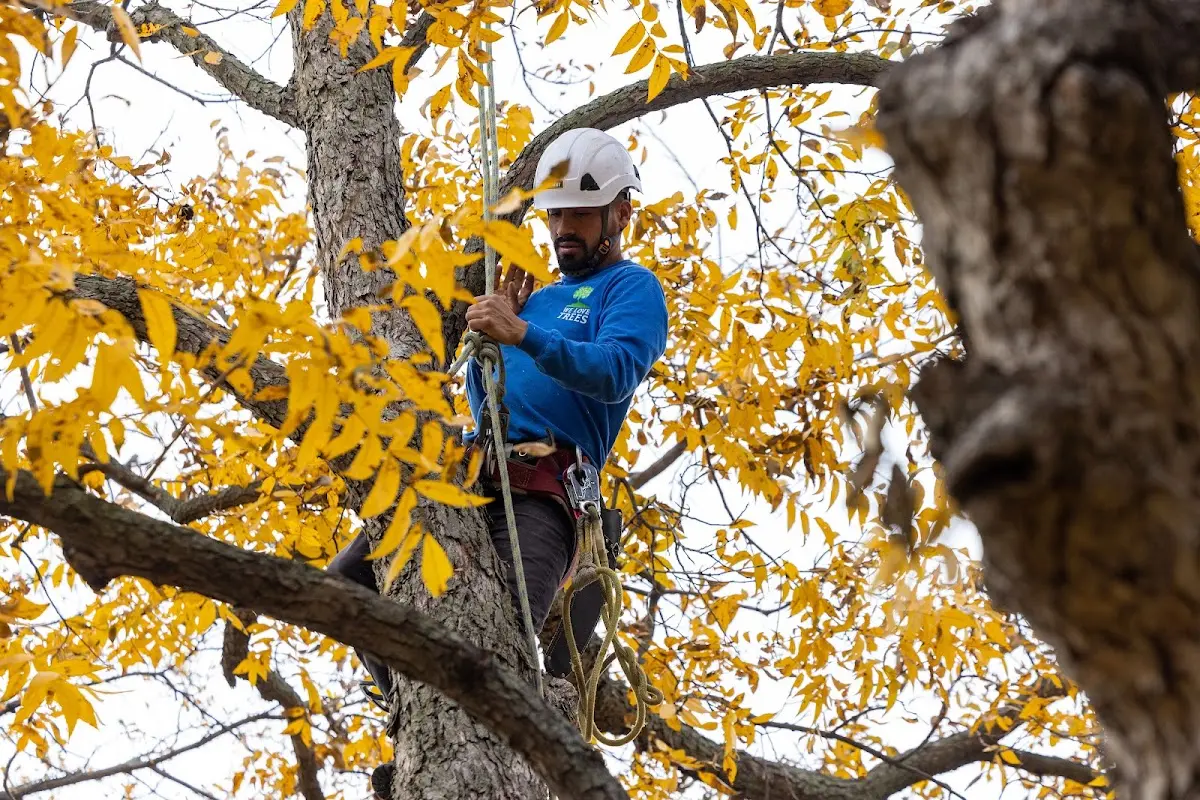 Skilled Tree Planting crew working in Mcmechen
